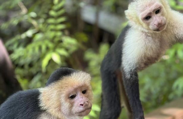 Monkeys, Sloths & Beach: Customizable Private Tour in Roatan