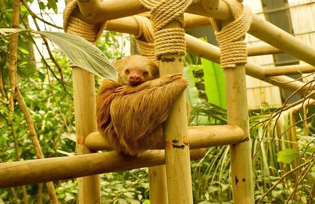 Monteverde Cloud Forest and Sloth Sanctuary Shore Excursion