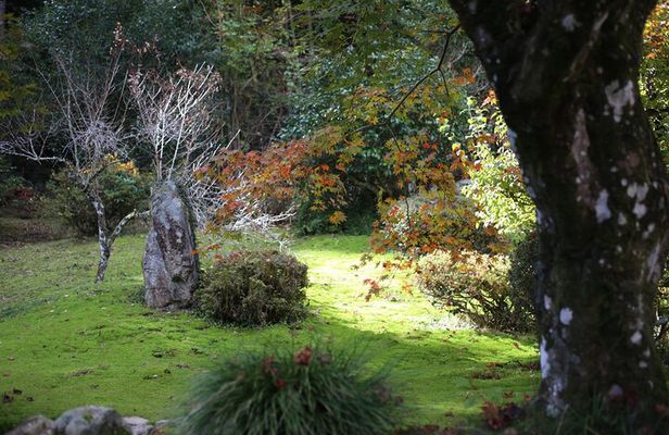 Home Experience: Tea Ceremony & Moss Garden Walk (Day Trip)