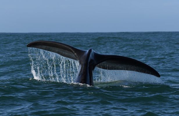 Hermanus Whale Watching Shoreline Activity