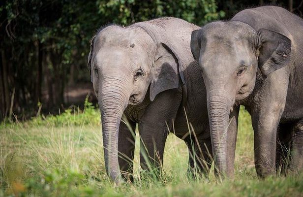 Ethical Elephant Sanctuary in Koh Samui