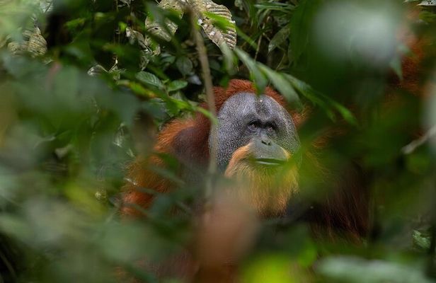 1 Day Ethical Jungle Trek in Bukit Lawang at Sumatra