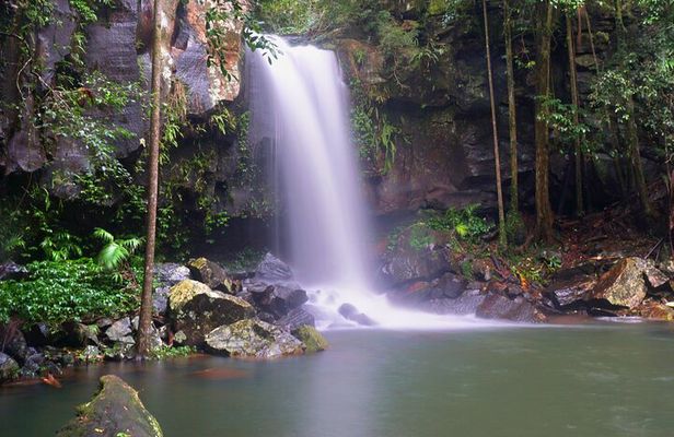 Koalas, Glow Worms & Kangaroos - Nature & Rainforest Walk