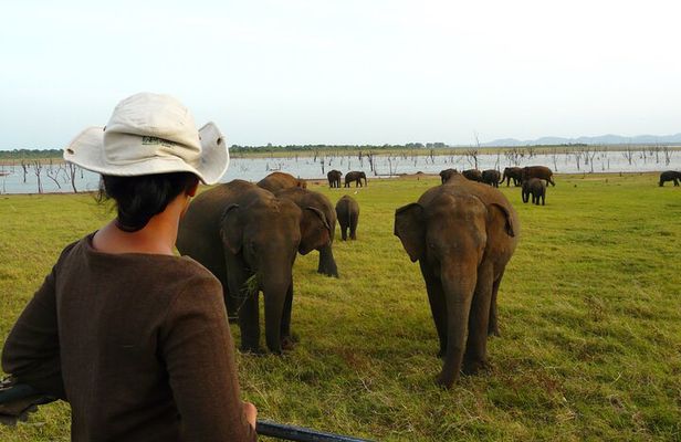 Essence of Sri Lanka 8 Day Tour with Gotrex Tours