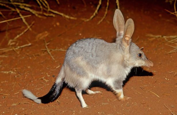  Australian Animal Night Safari