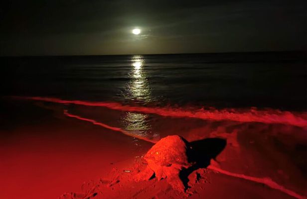 Night Adventure (The fascinating spawning of turtles)