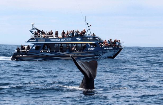  Kaikoura Day Trip including Whale Watch from Christchurch