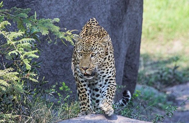 Hluhluwe-iMfolozi Park - Big 5 Full Day Safari