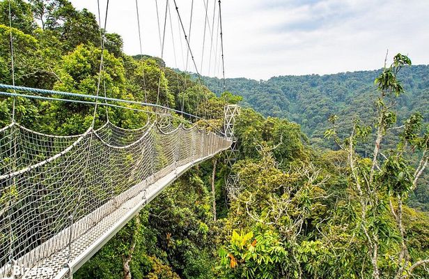 1 Day Canopy Walk Tour to Nyungwe NP