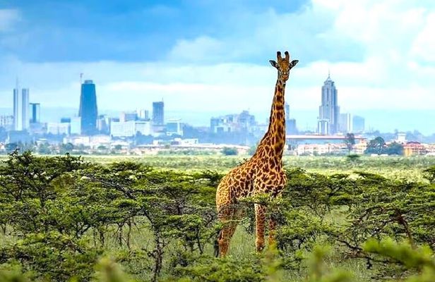 Nairobi National Park and Giraffe Center Private Tour