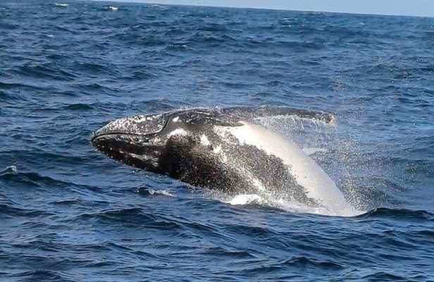 Cape Town: Hermanus Whale Watching Expedition