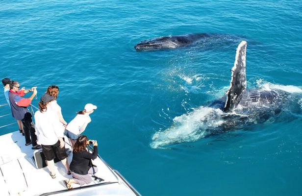 Whale Watching Sunset Cruise from Broome