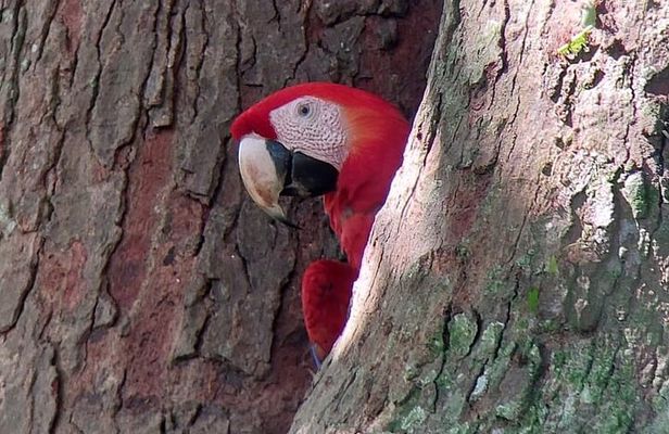 Carara National Park Private Tour