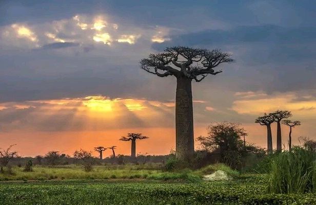 Tsingy and Kirindy and Av EN ue des Baobabs Belo sur Mer in 7 Days