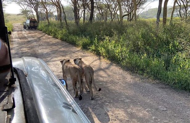 Nairobi National Park, Baby Elephant & Giraffe with Entry Fee
