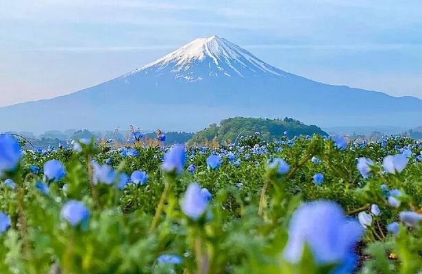 Mt Fuji Pilgrimage Full Day Tour with 7 Must See Scenic Spots
