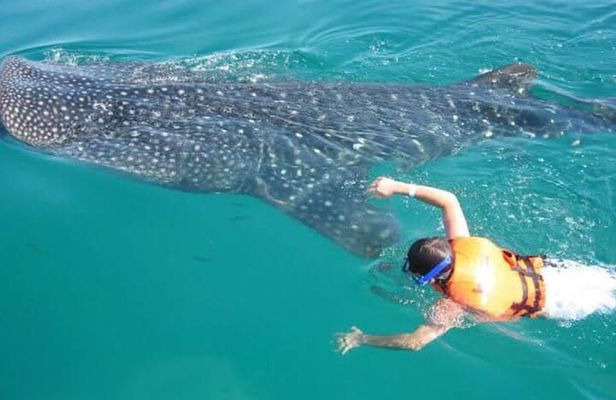 Whale Shark Wonder Tours From Cancun