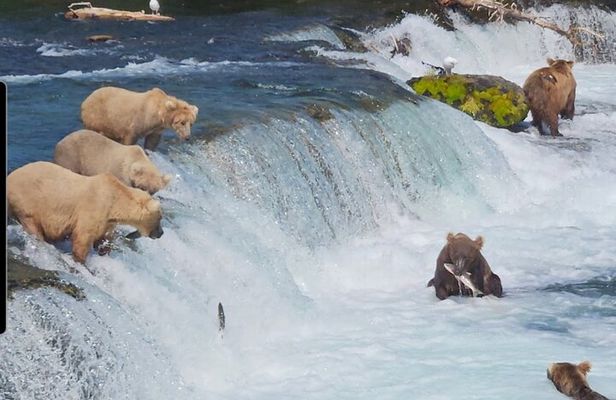 Brooks Falls Bear Viewing