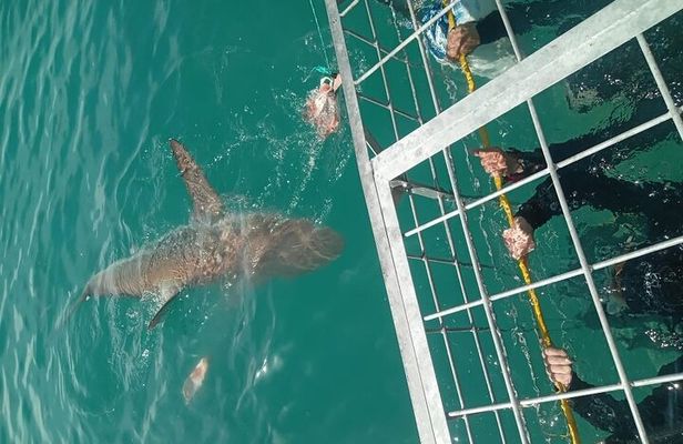 Gansbaai Shark Cage Diving with surface air available on request