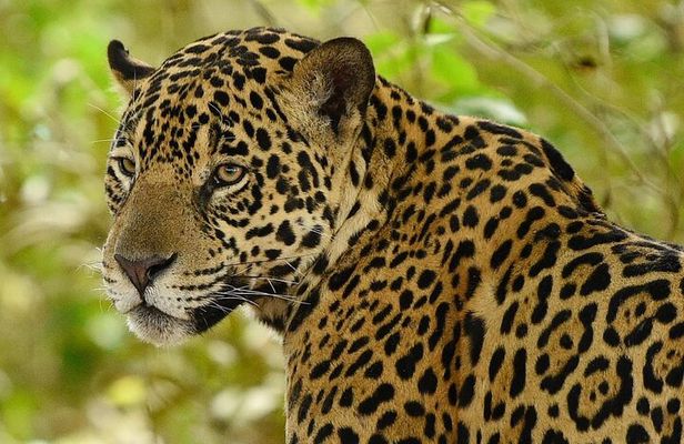 3 Day Chitwan National Park, Jungle Safari Package all Inclusive