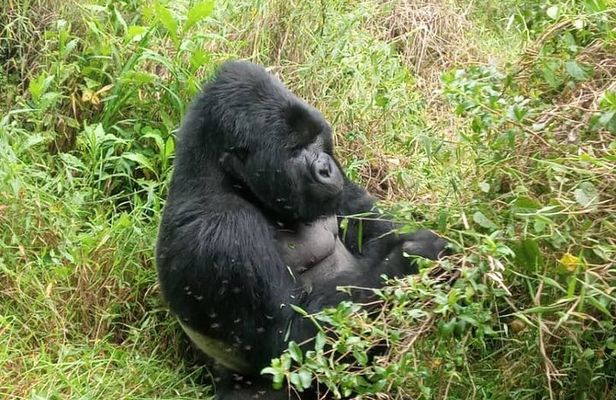 1 Day Uganda Gorilla Trekking at Mgahinga National Park