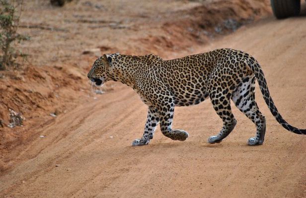 Yala 4h Jeep Safari: Guided Wildlife Experience (All Inclusive)