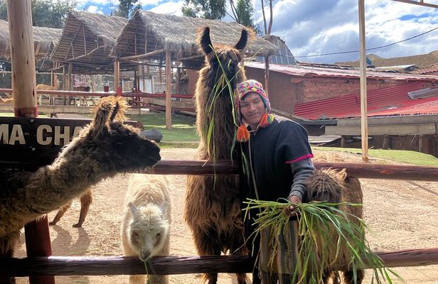 Visit Camelids Centre in Cusco