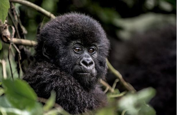 1 Day Gorilla Trekking in Volcanoes NP From Kigali