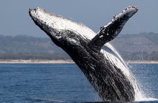 Marine mammal watching: dolphins and whales in Huatulco