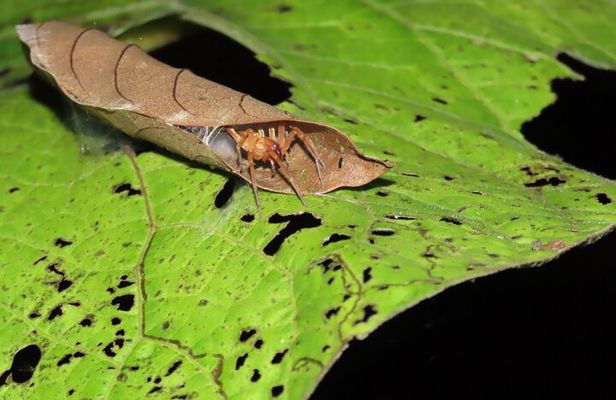 La Fortuna Educational Night Walk