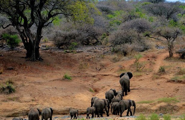 Chobe National Park Day Trip: Game Drives and River Cruise