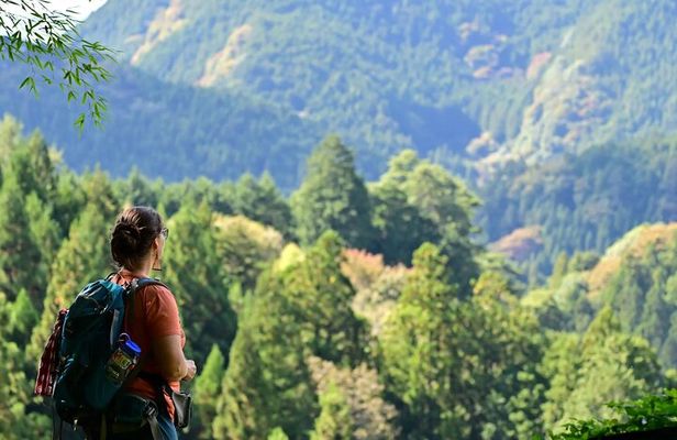 Okutama Forest Therapy Shinrin-yoku Tour with Lunch Options
