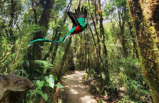 Quetzales Route: Naturalist Exploration in the Cloud Forest