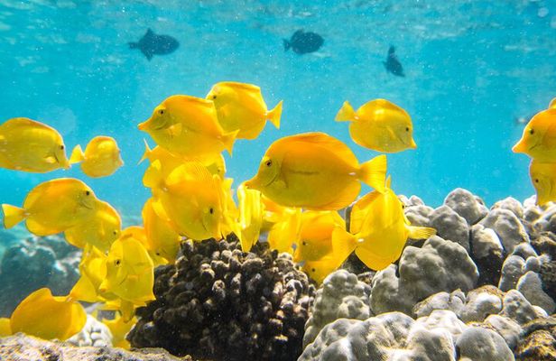 Small-Group Snorkel at Kealakekua Bay in Captain Cook, Big Island