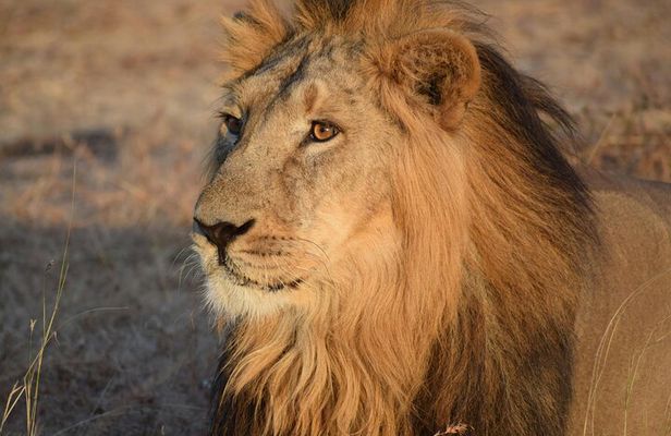 3 Day Adventure: Game Drive Safari in Maasai Mara from Nairobi