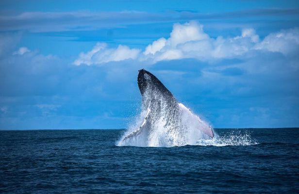 Experience a Private Whale Watching Tour in Uvita from San José