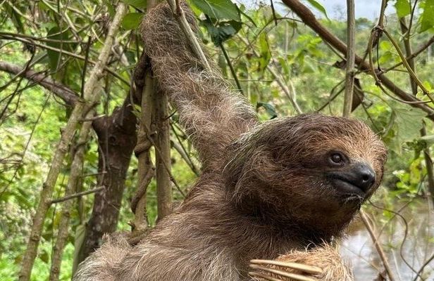 Sloths and Waterfalls with Rainforest Wildlife Experience