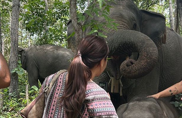 ChiangMai 1DayTour:Elephant Sanctuary,king&queen pagoda,waterfall