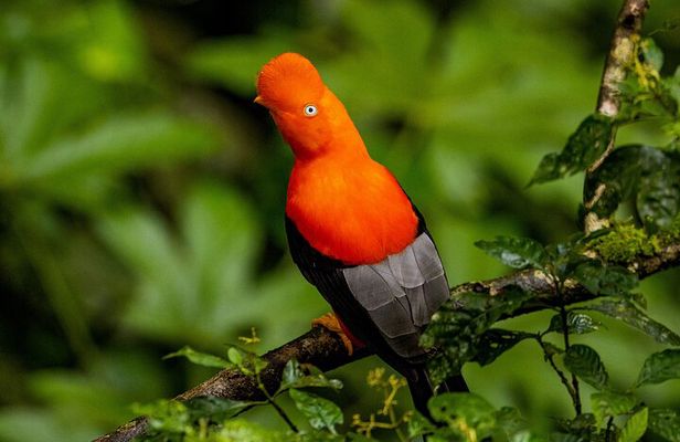 Adventure Manu National Park 4 Days in Cuzco