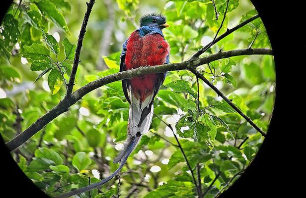 Monteverde Cloud Forest small group tour