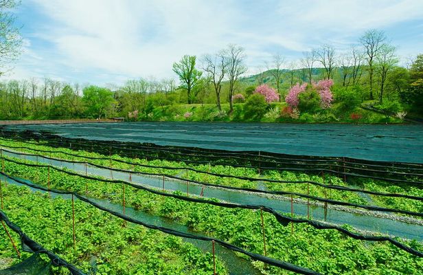 Matsumoto Everything Tour: Castle, Miso, Wasabi, Wine & Ukiyo-e