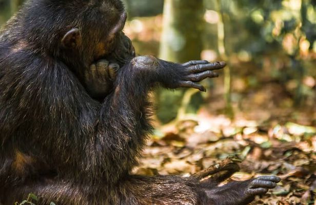 1-Day Ngamba Island chimpanzee tour