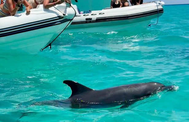 100%PRIVATE Speedboat Trip– Dolphin House,Snorkeling,White island