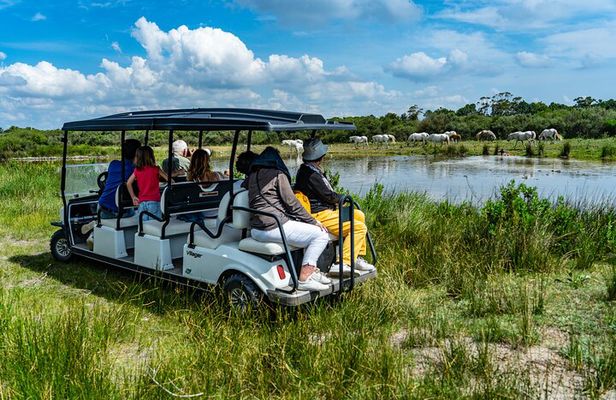 Camargue Electric Car Safari in a Nature Reserve