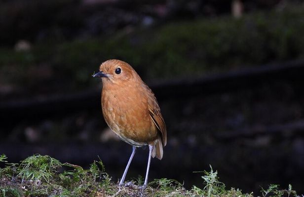 Birdwatching Yanacocha from Quito