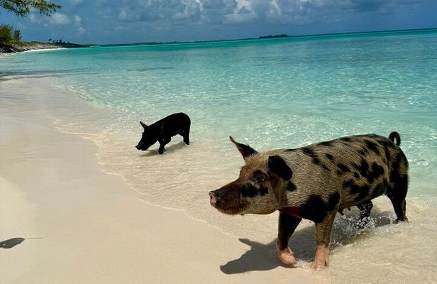 Fast Track Swimming Pigs Encounter