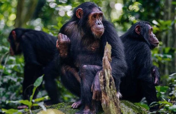 2-Day Chimpanzee Trekking at Gombe National Park