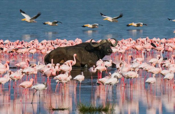 4 Day Maasai Mara and Lake Nakuru Adventure Safari from Nairobi