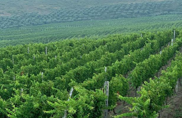 Zvernec Monastery, Apollonia and Wine Tasting From Vlora