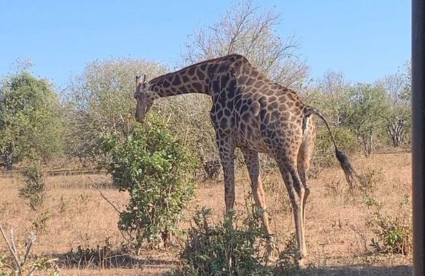 Rhino Game Drive in Mosi-oa-Tunya National Park